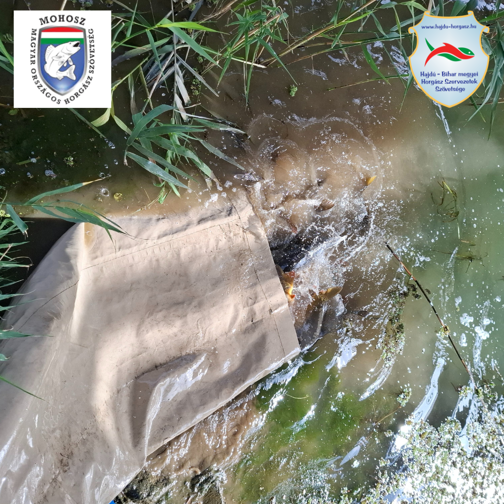 Haltelepítés 2025. október - november